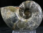 Polished Anapuzosia Ammonite Fossils #25207-1